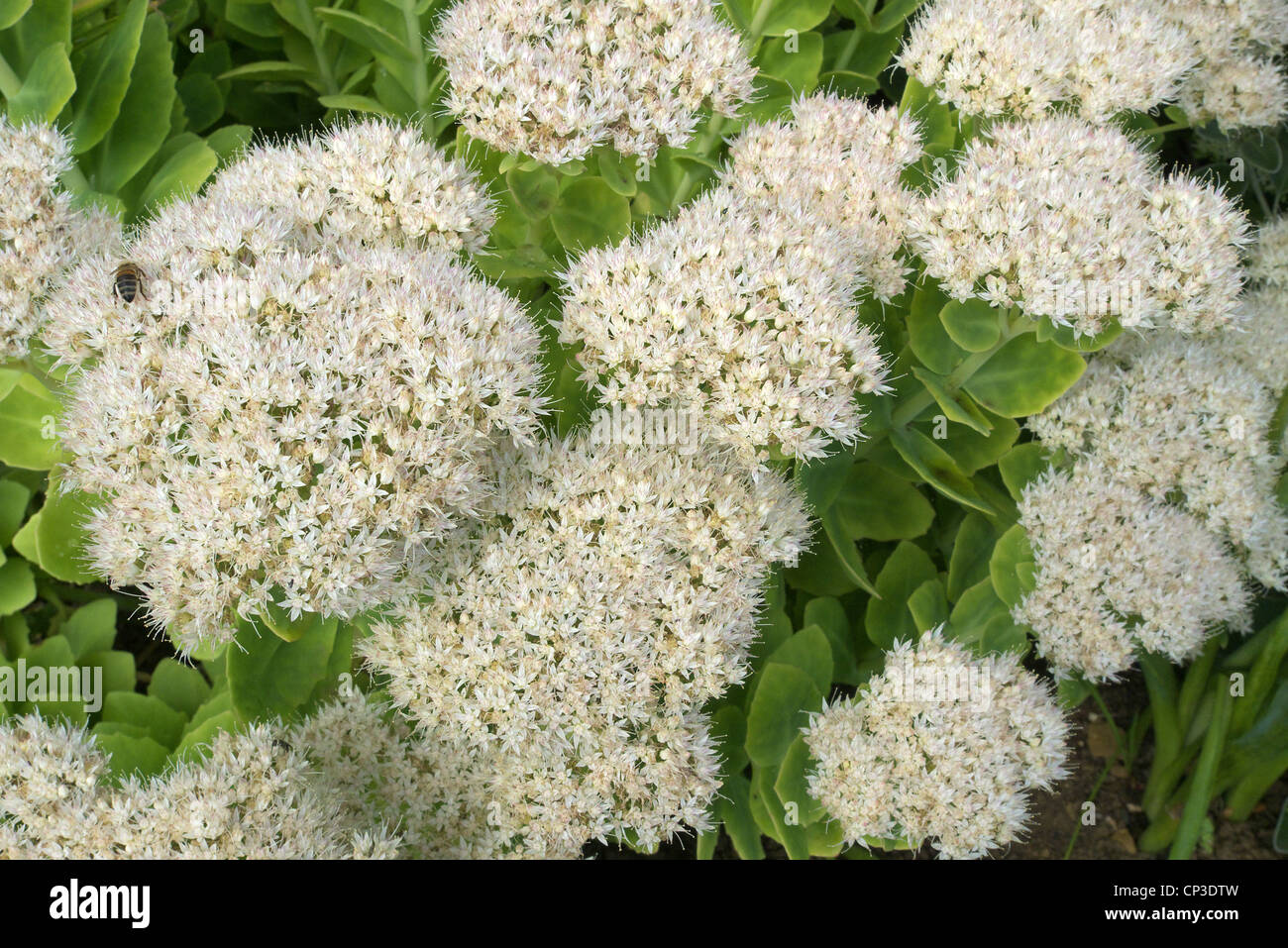 Flowering Sedum spectabile Cultivar 'Iceberg' in Autumn commonly known as the Ice Plant. Stock Photo