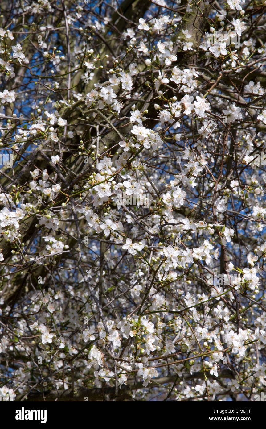 White spring Cherry Blossom Ely Cambridgeshire England Stock Photo