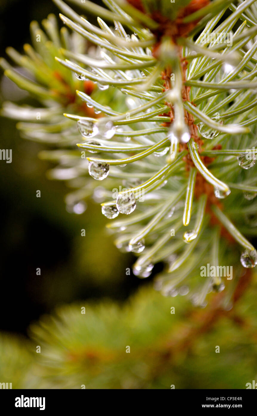 Water droplets on a tree branch. Stock Photo