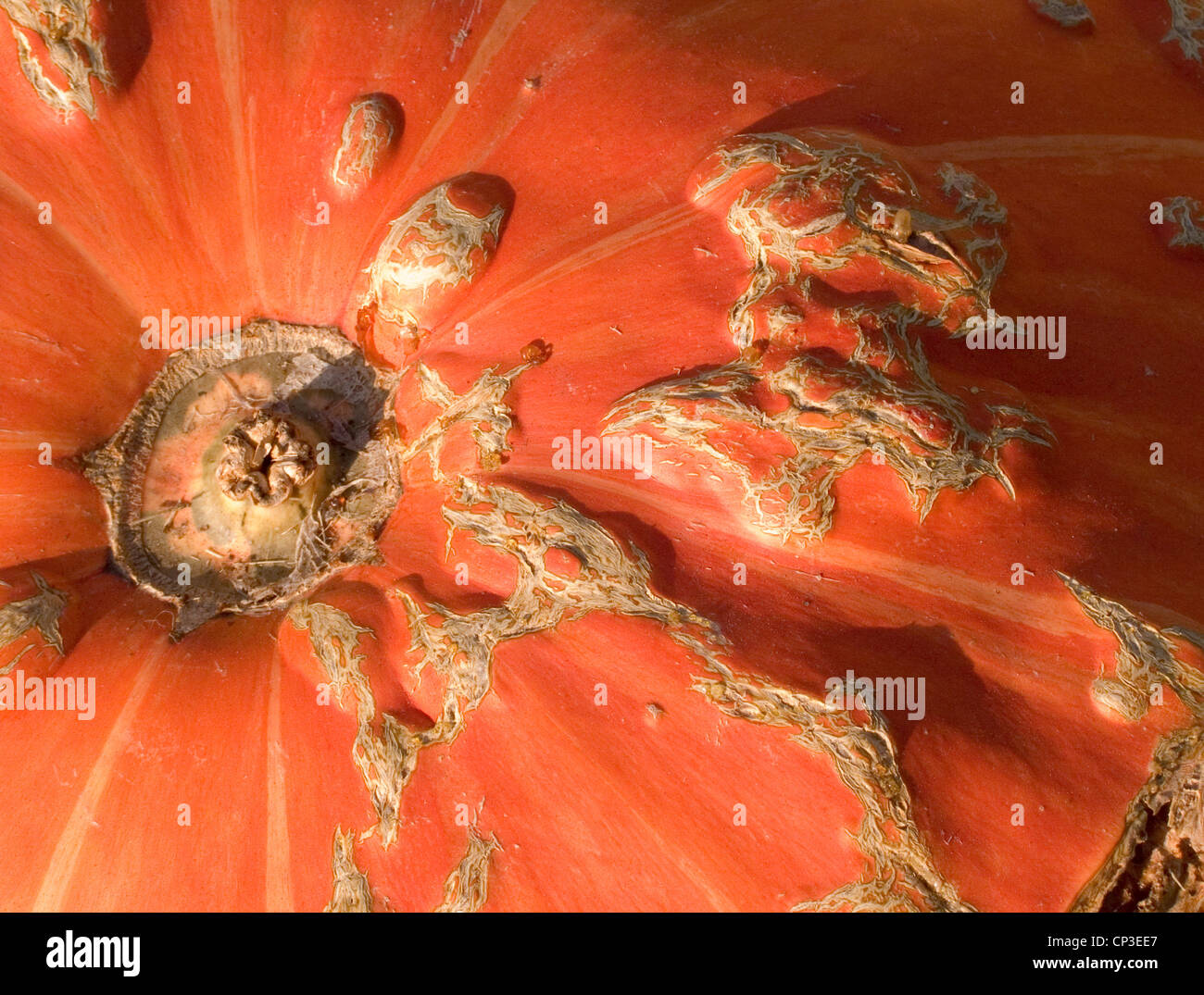 A close up study of a pumpkin, showing the highly textured detail of ...