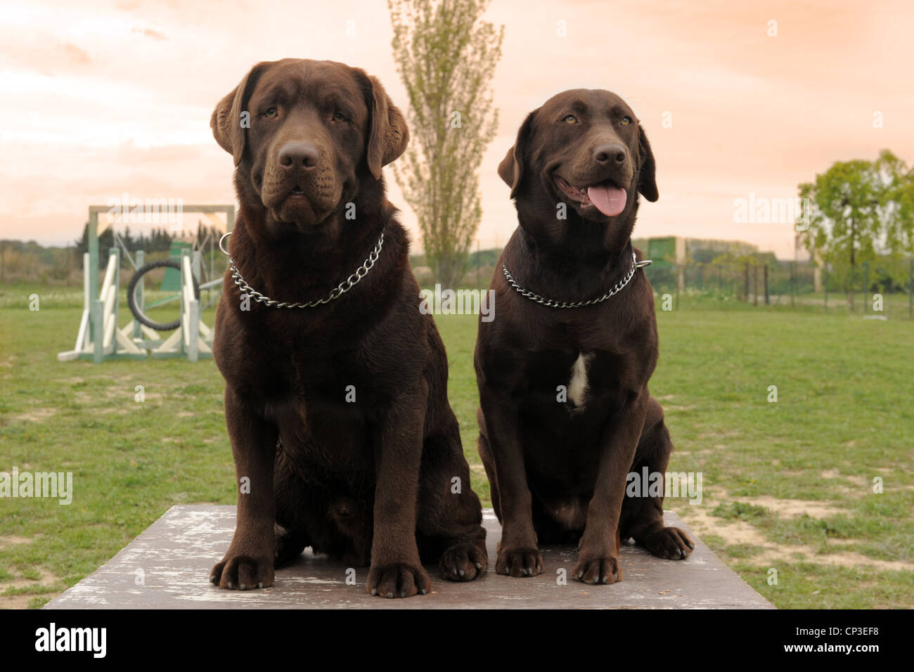 two brown labrador retriever sitting on a table in a garden Stock Photo ...