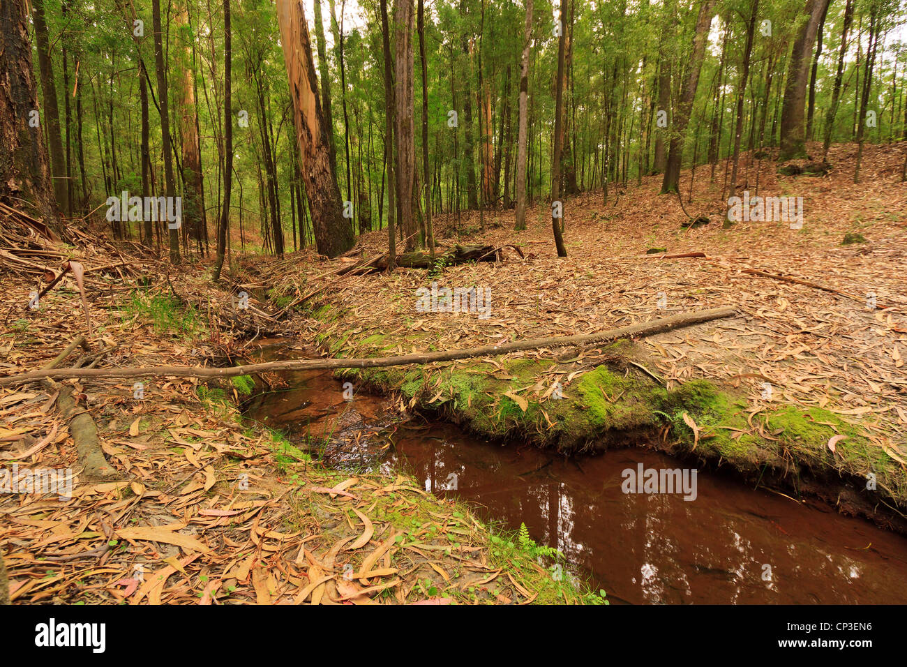Small stream through forest hi-res stock photography and images - Alamy