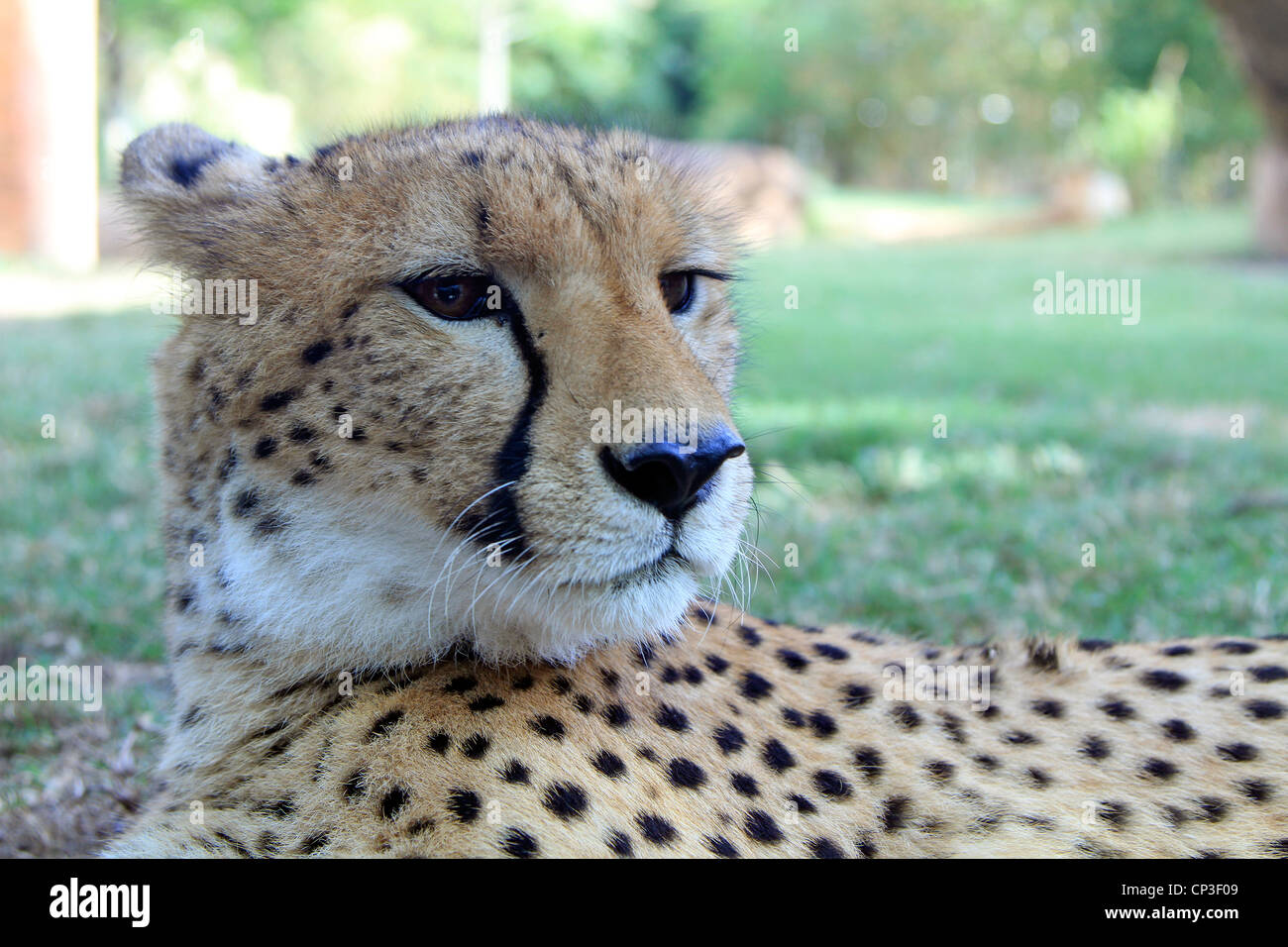 a cheetah cools off in the shade Stock Photo