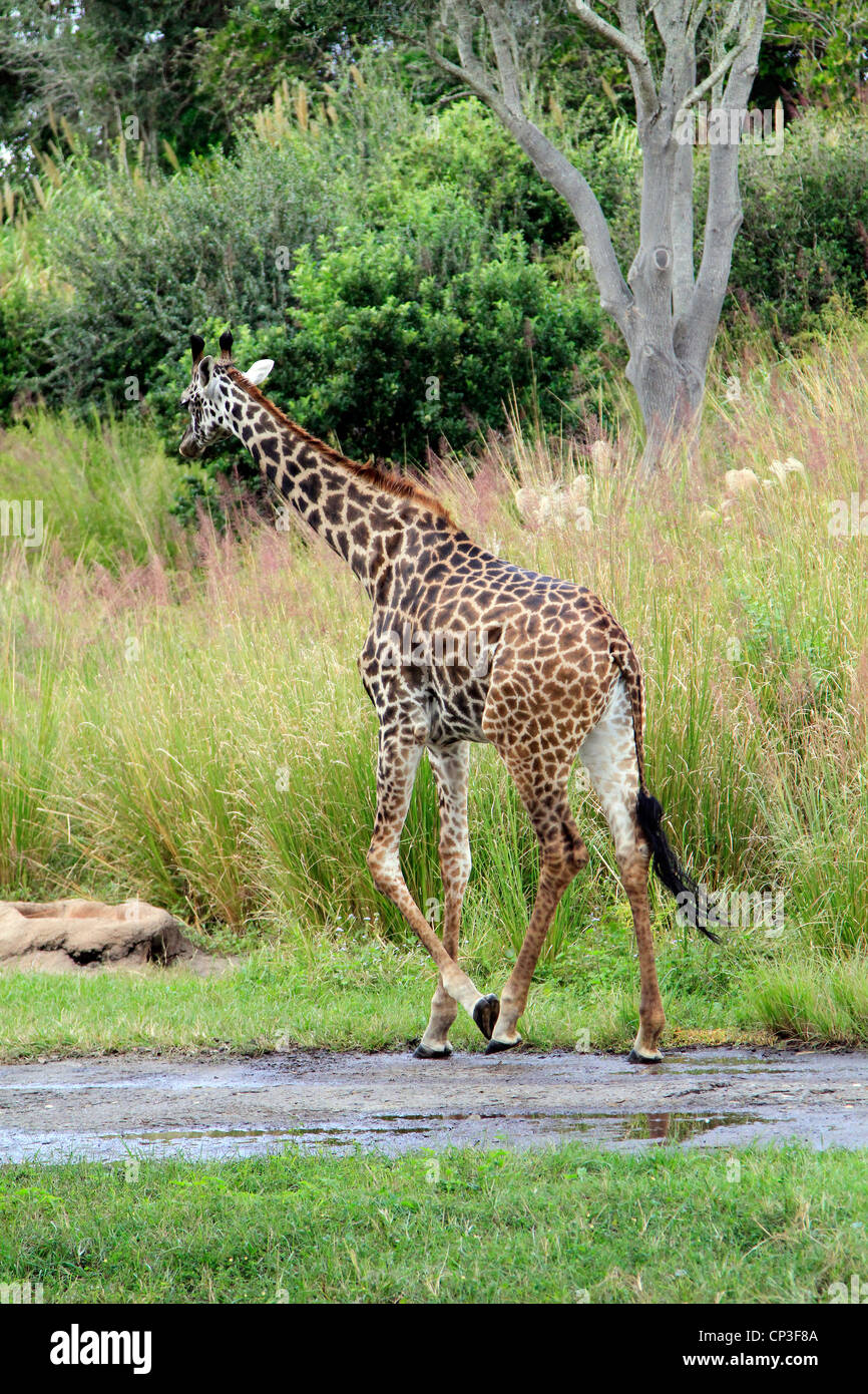 a giraffe grazing Stock Photo