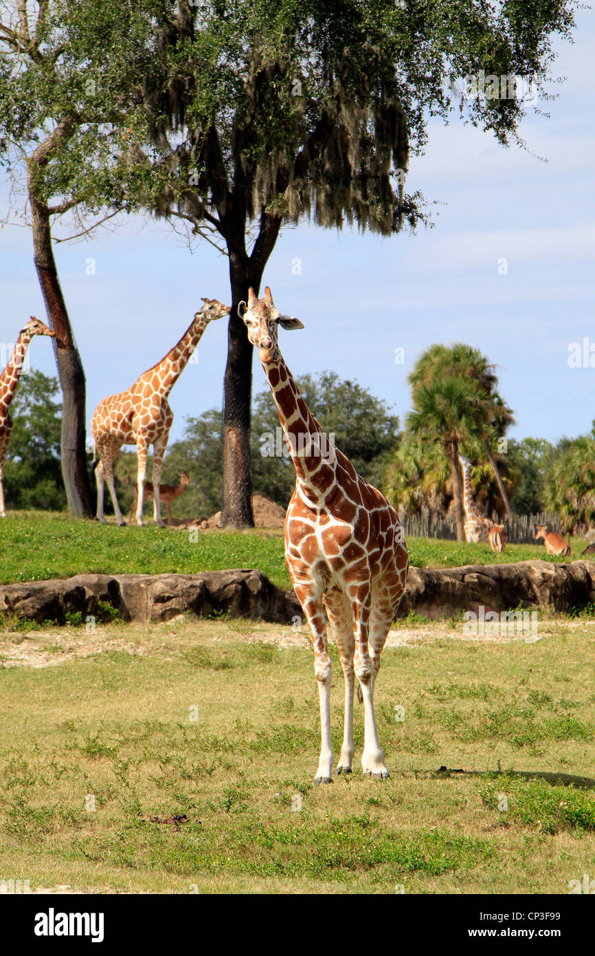 a giraffe grazing Stock Photo