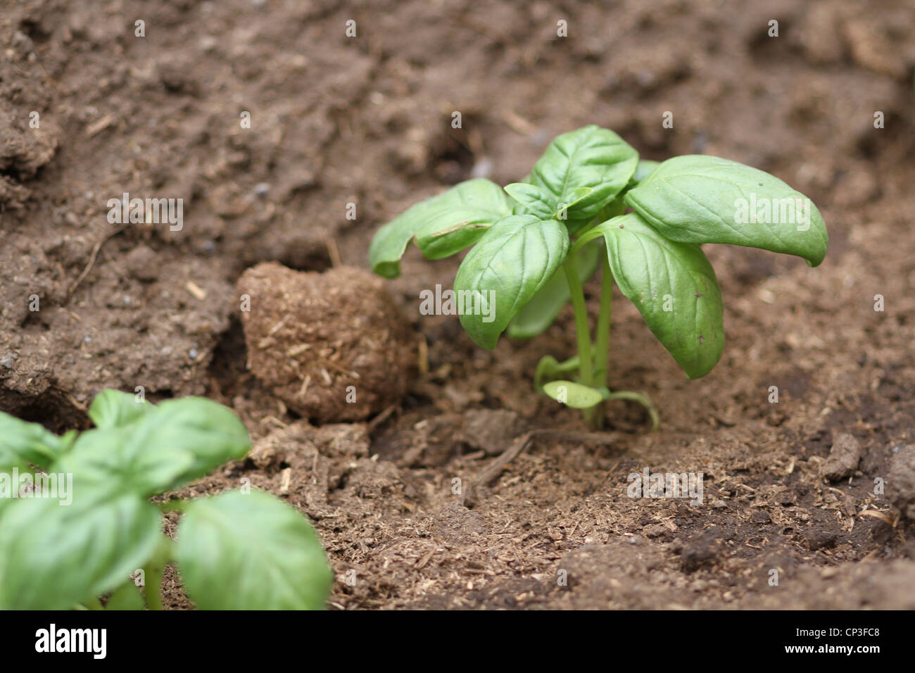 Basil basilico hi-res stock photography and images - Alamy
