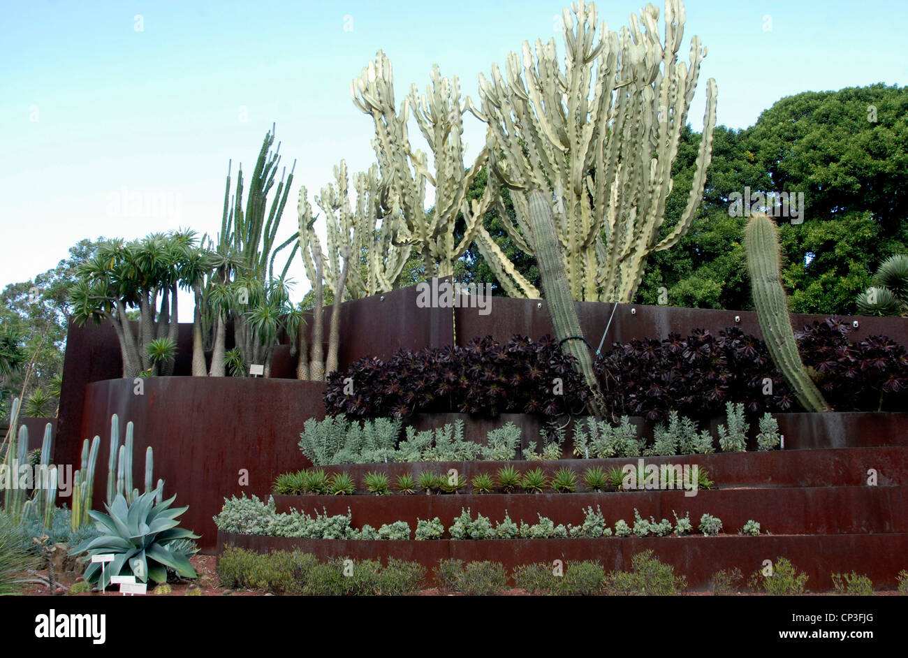 Cactus and succulent garden in Botanical gardens Sydney Australia Stock