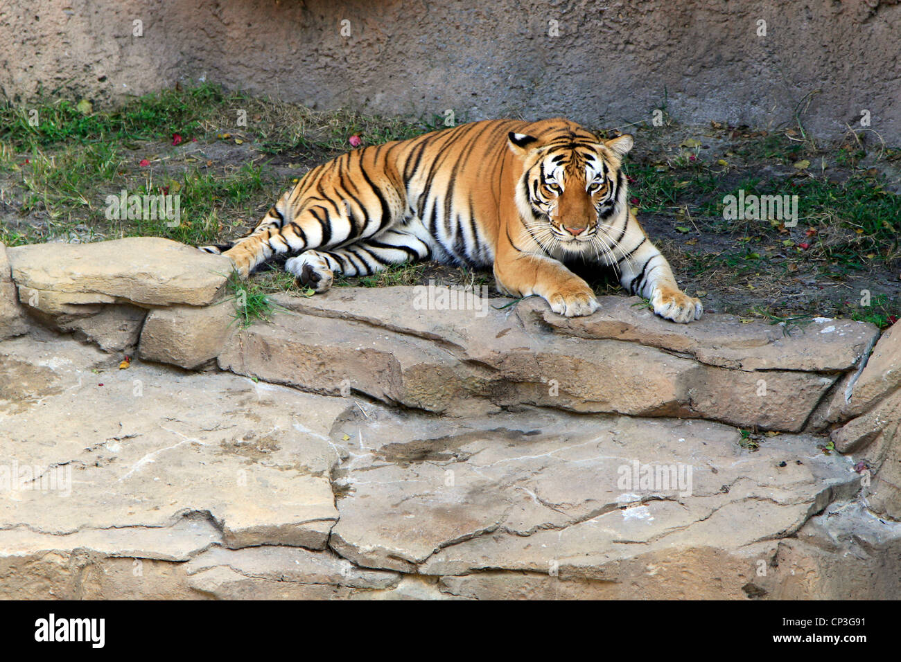 a tiger cools off in the shade Stock Photo