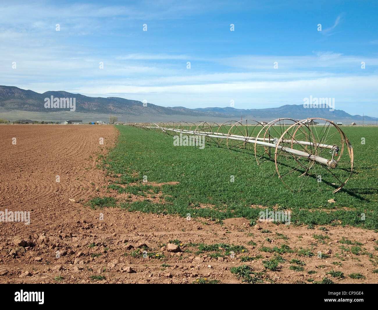 Alfalfa hay hires stock photography and images Alamy