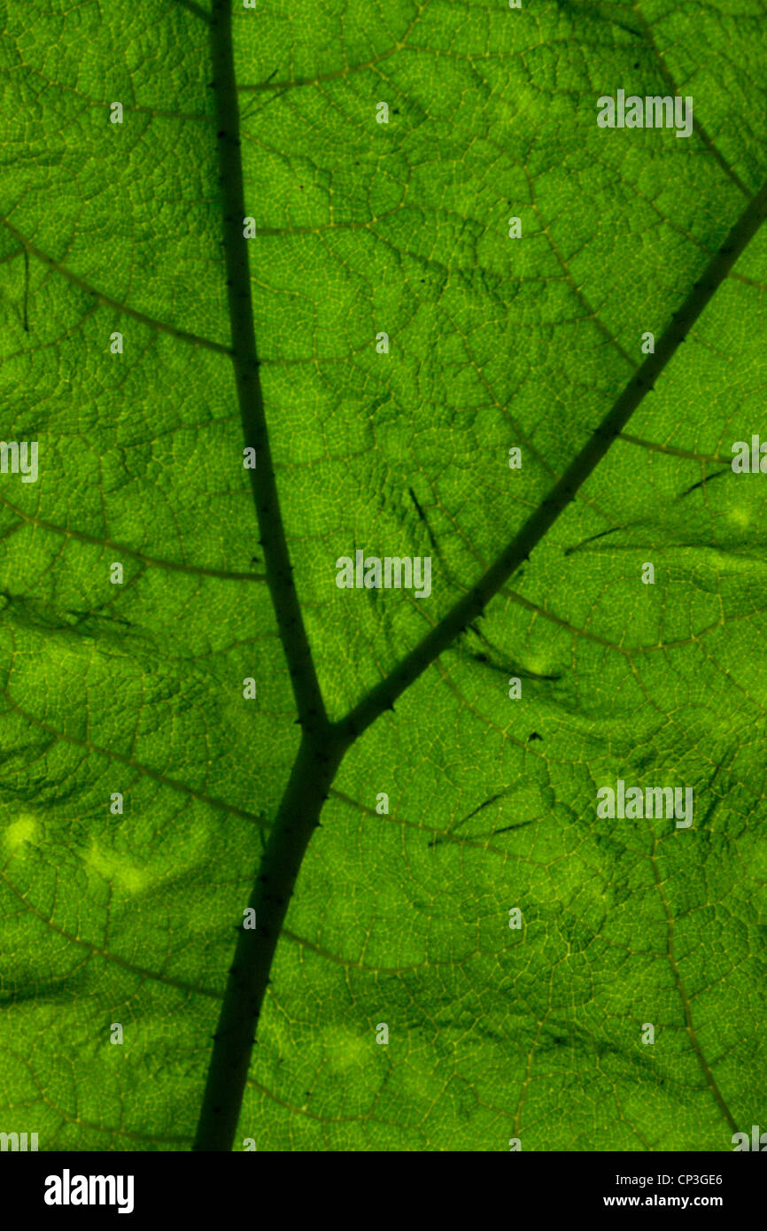 Close-up of underside of giant gunnera leaf with branching vein-like patterns in The Dingle Garden, Wales Stock Photo