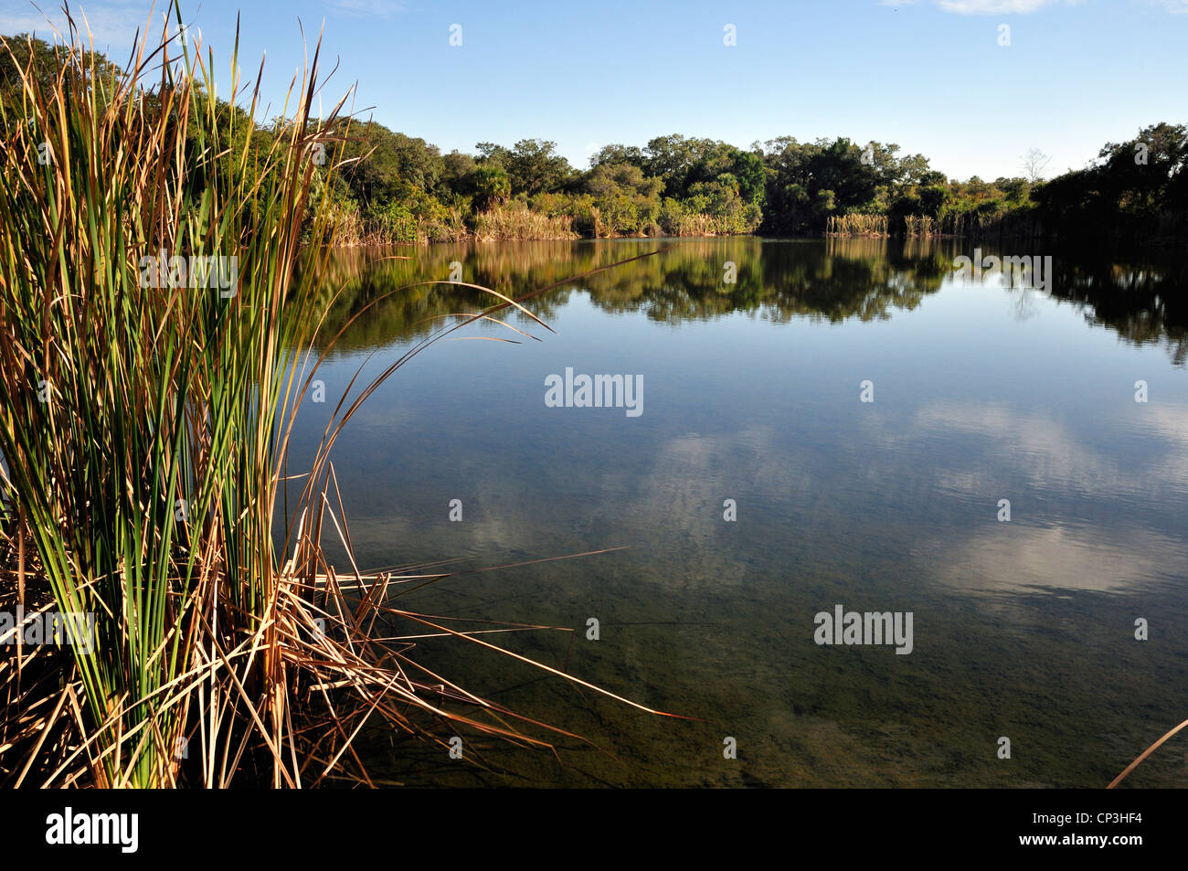Merritt Island national Wildlife Refuge has large areas of marshland which attract birds and other animals Stock Photo