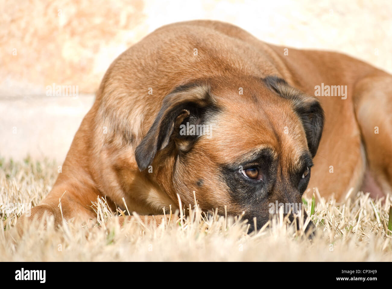 Dog With Sheepish Expression Stock Photo