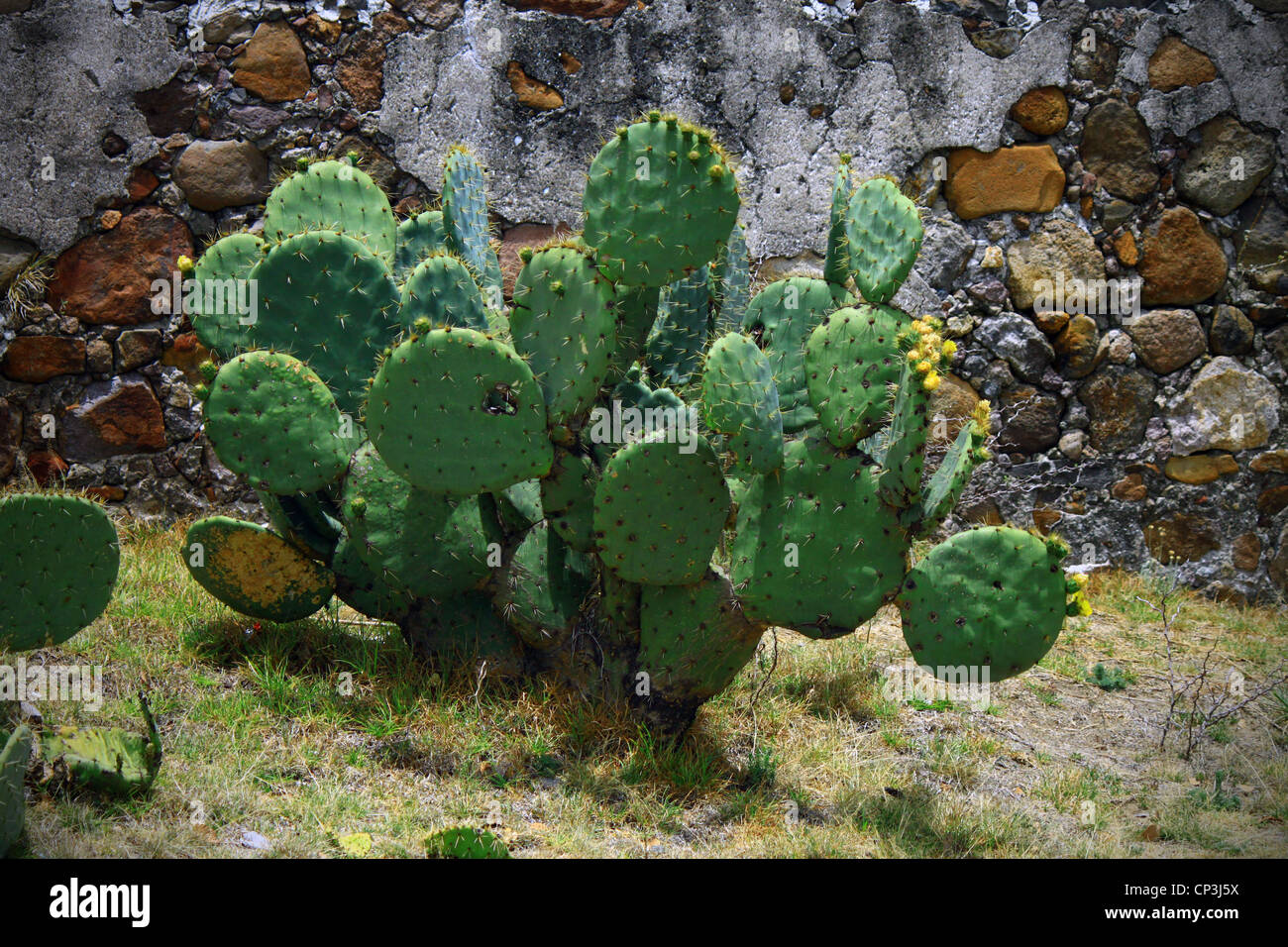 Prickly Pear cactus (nopal) in front of historic stone wall at Arcos de Sitio, Tepozotlan, Estado de Mexico. Stock Photo