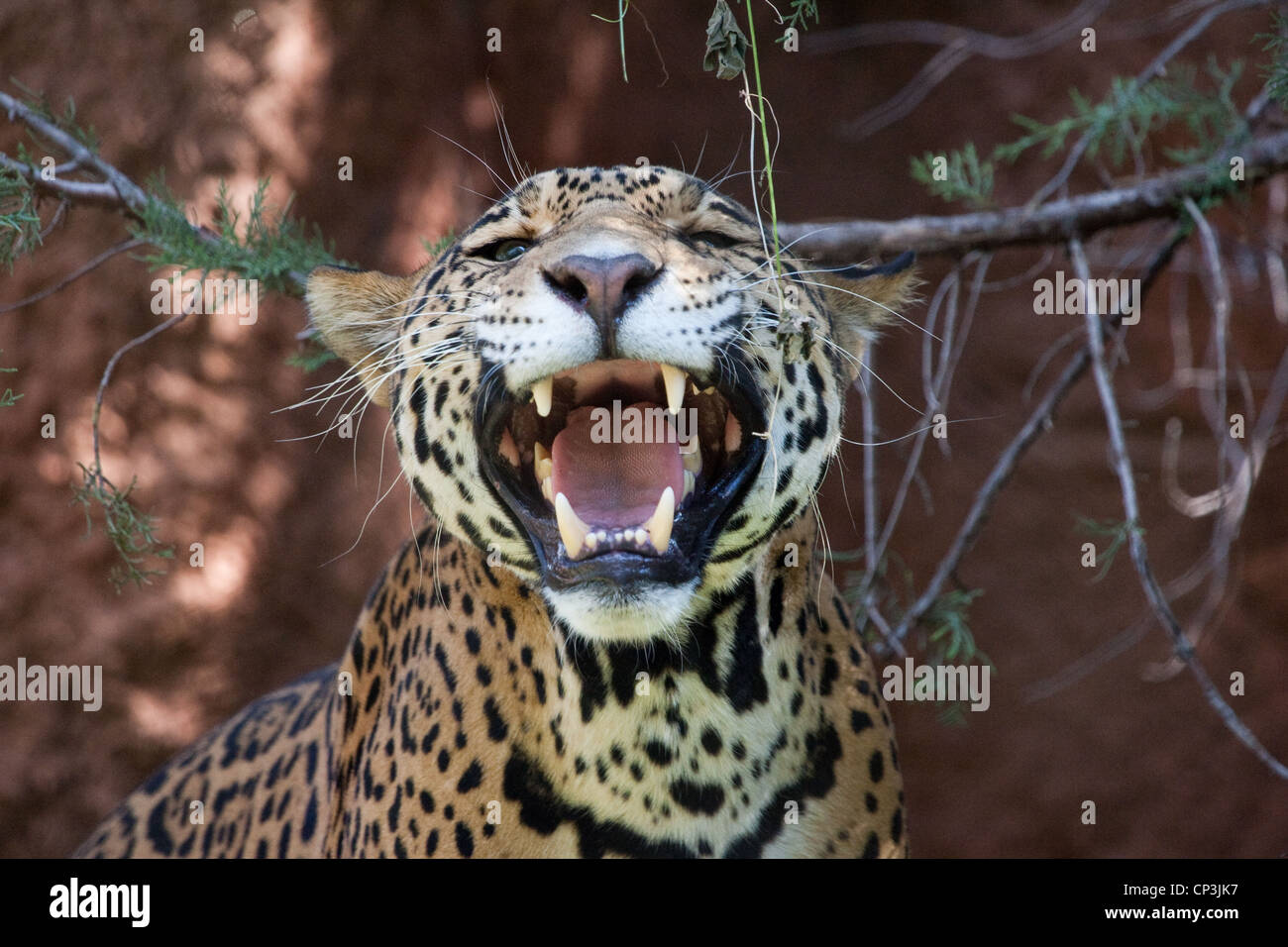 Cat Hunter Jaguar Spots Stealth Predator Stock Photo Alamy