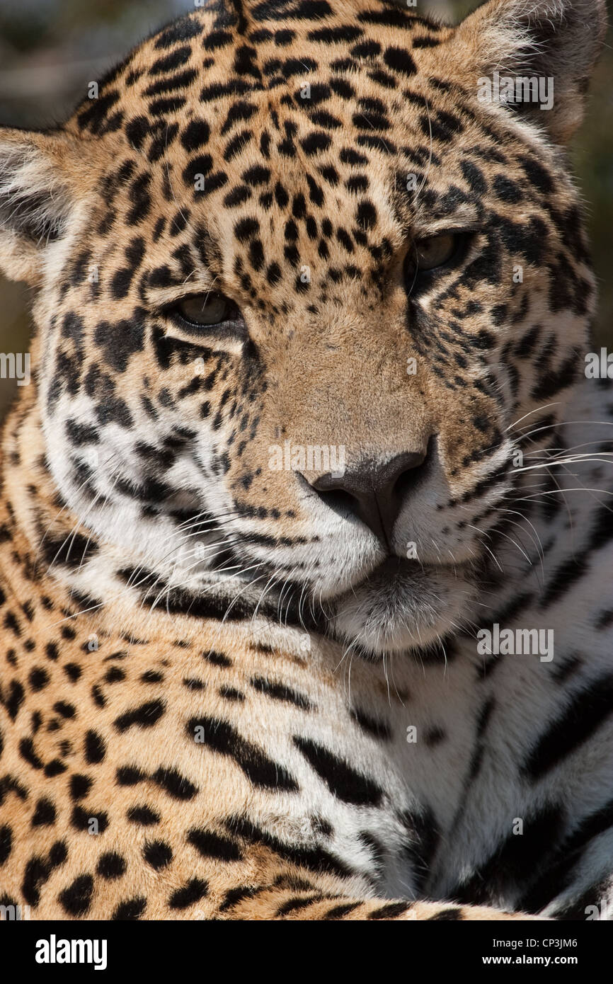 Cat Hunter Jaguar Spots Stealth Predator Stock Photo Alamy