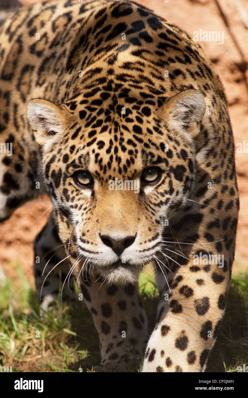 Cat Hunter Jaguar Spots Stealth Predator Stock Photo Alamy
