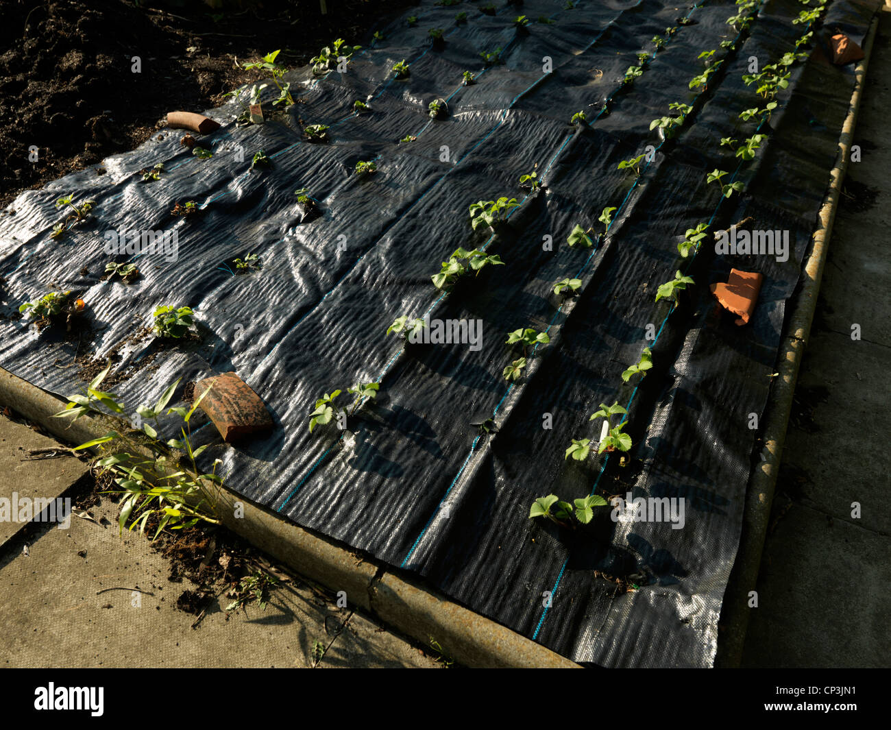 Strawberry Patch Strawberries Growing through a Strawberry Mat Stock Photo