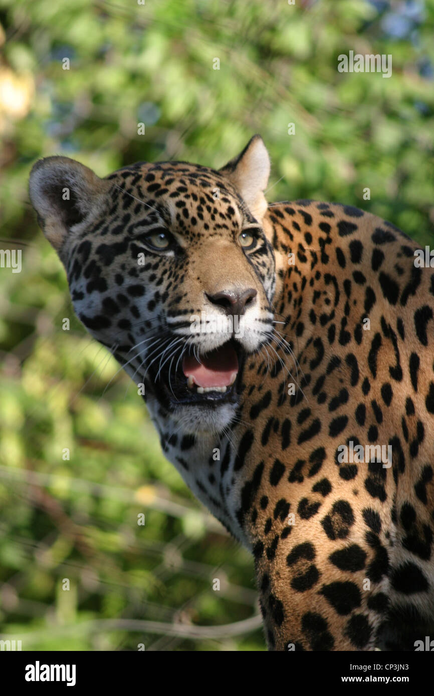 Cat Hunter Jaguar Spots Stealth Predator Stock Photo Alamy