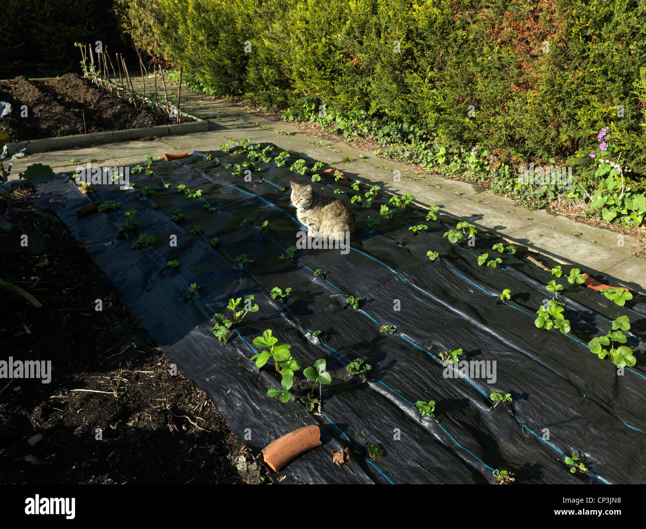 Strawberry Patch Strawberries Growing through a Strawberry Mat. Tabby Cat enjoying the heat of