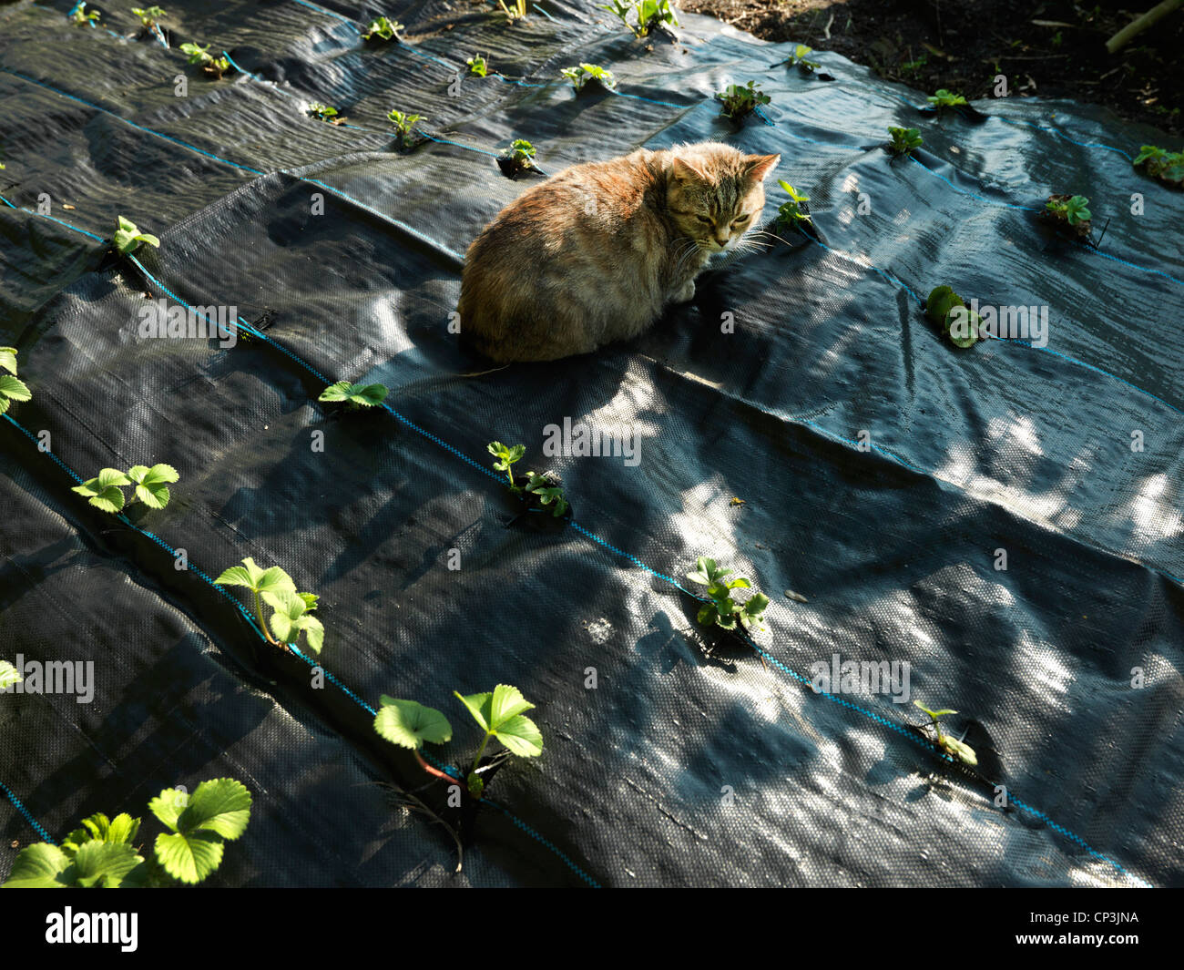 Strawberry mulch hi-res stock photography and images - Alamy