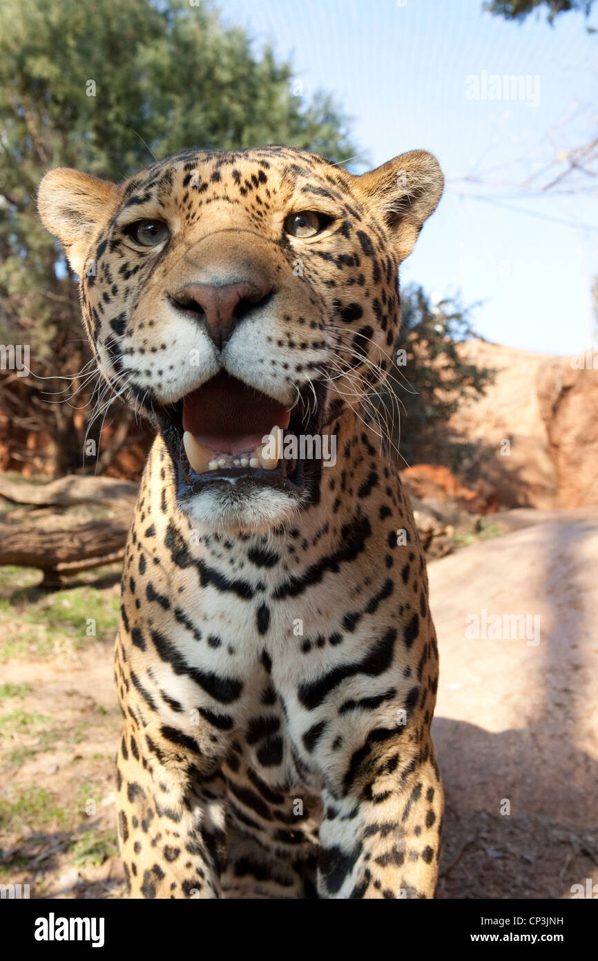 Cat Hunter Jaguar Spots Stealth Predator Stock Photo Alamy