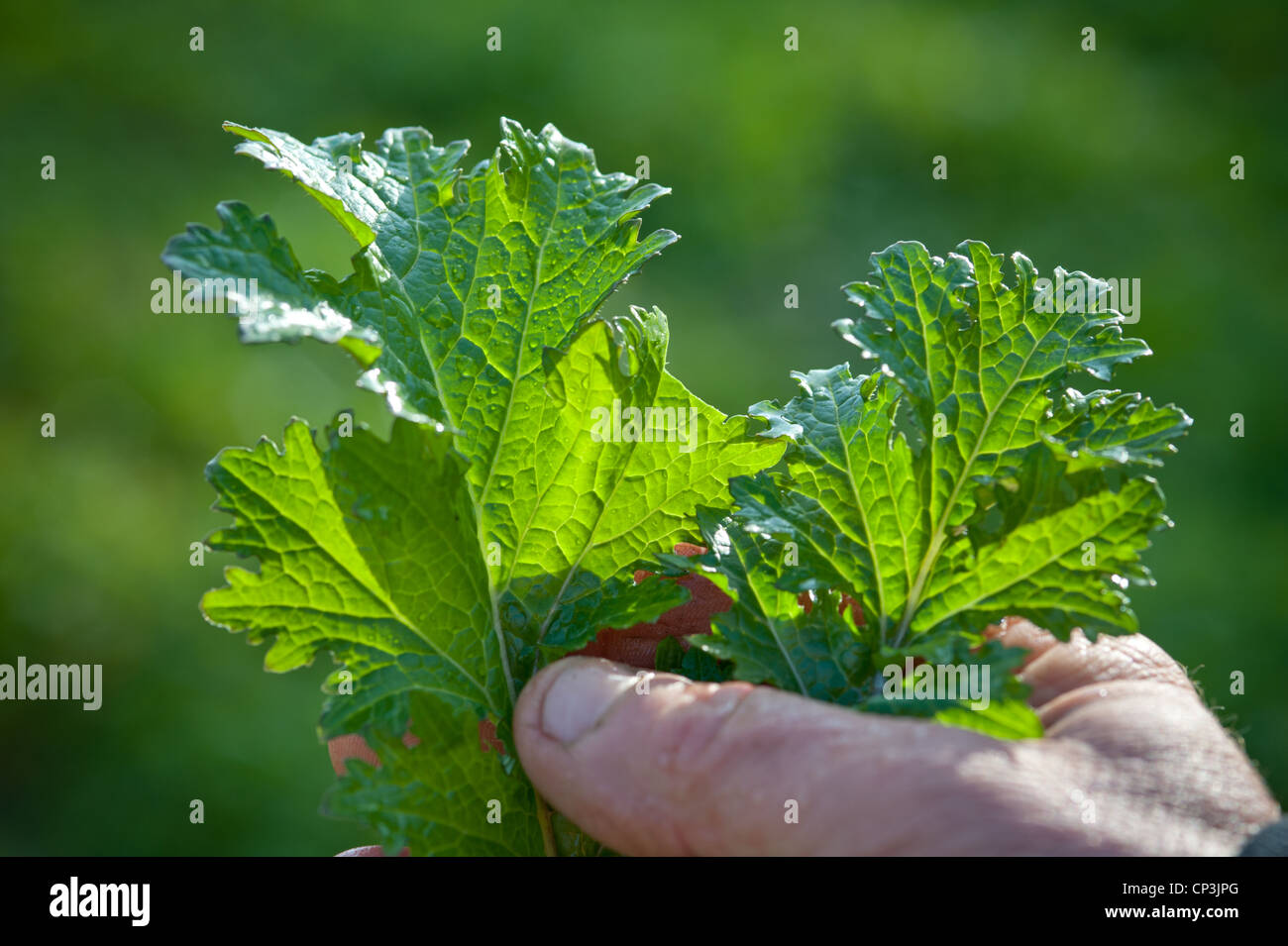 Farmer's hand holding fresh leafy green vegetables Stock Photo