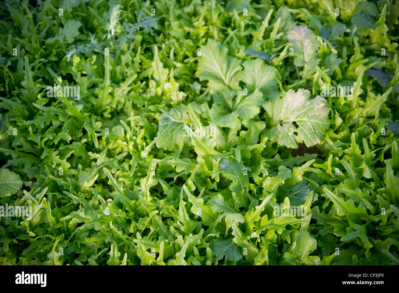 Leafy green crop Stock Photo