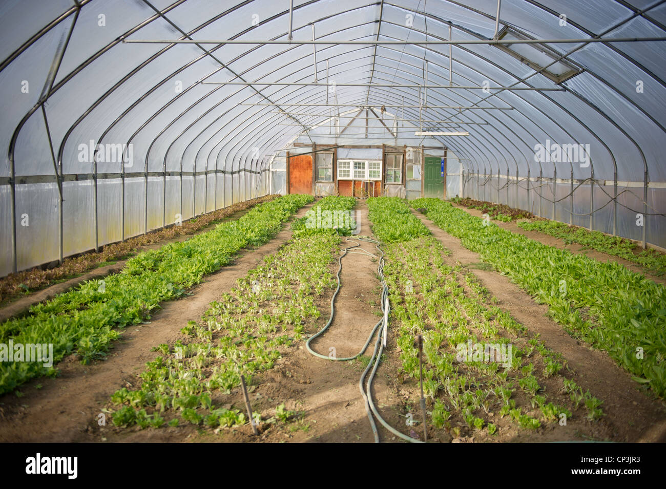 Greenhouse allows sunlight to pass through to receiving greens. Stock Photo