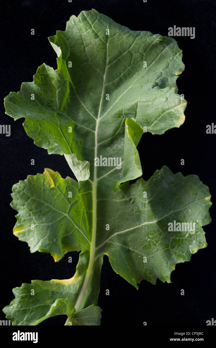Leafy green kale Stock Photo