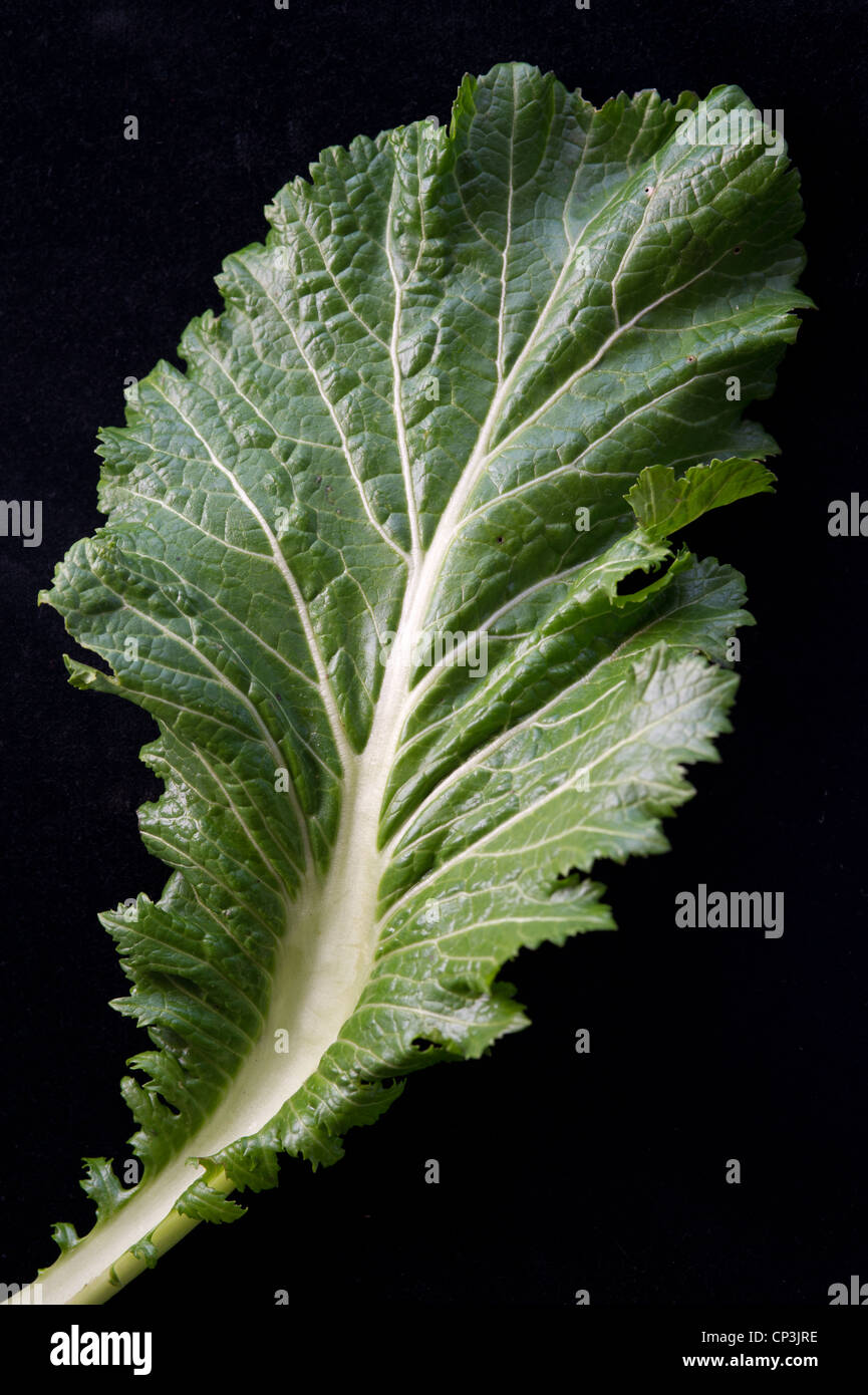 Leafy green kale Stock Photo
