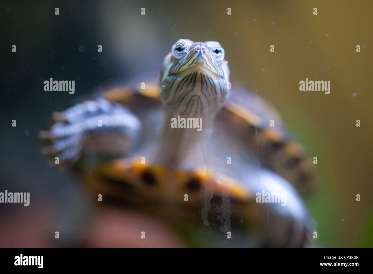 Happy turtle peeks out from shell Stock Photo Alamy