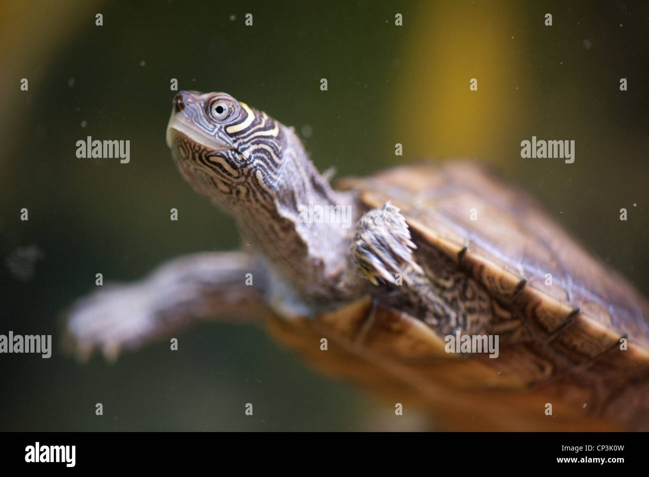 Pet turtle swims in tank  Stock Photo