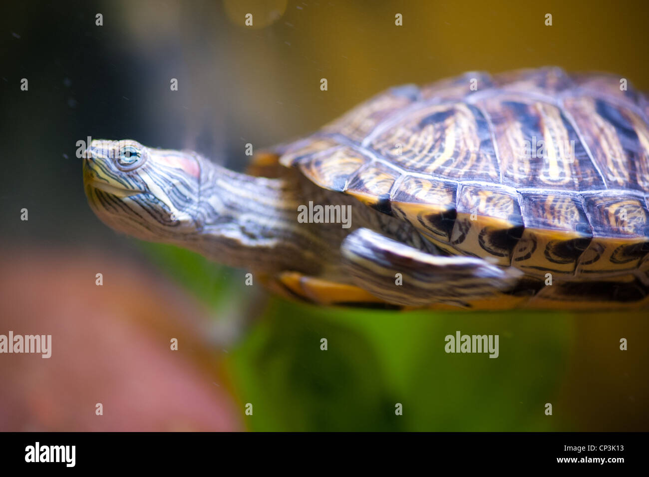 Pet turtle swims in tank  Stock Photo