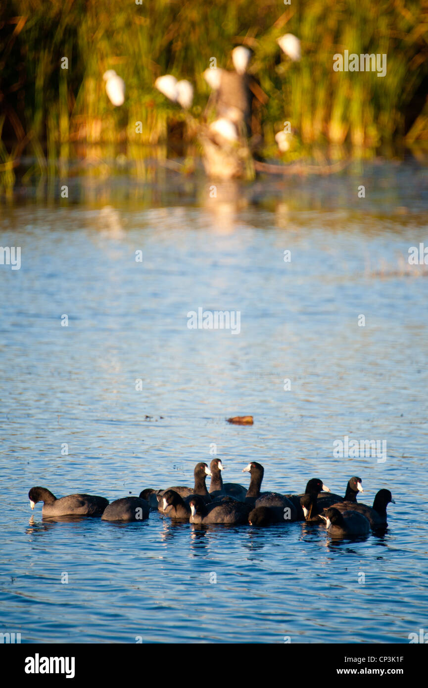 Ducks gather in water. Stock Photo