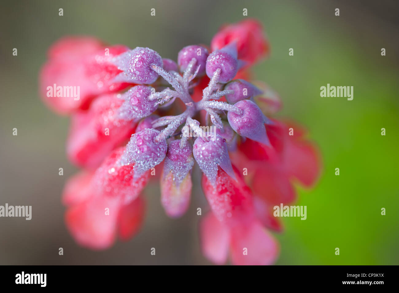 Pink bell-shaped petals on flower stem Stock Photo
