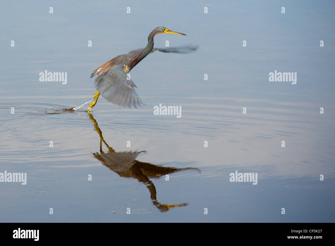 Heron takes off in flight from water of wetlands Stock Photo