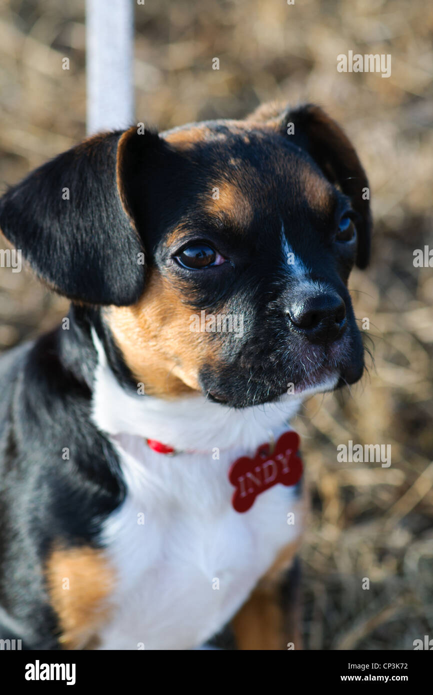 Boston Terrier and Beagle cross puppy Stock Photo