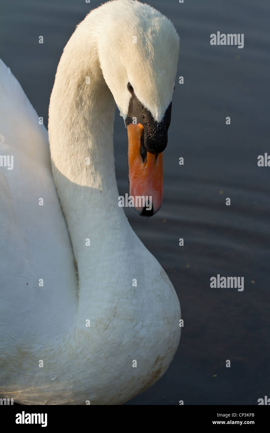 Curved neck of a white swan Stock Photo