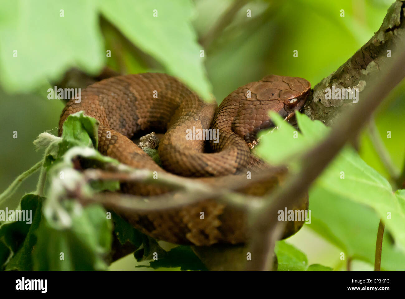 Copperhead snake in a tree near Stock Photo Alamy
