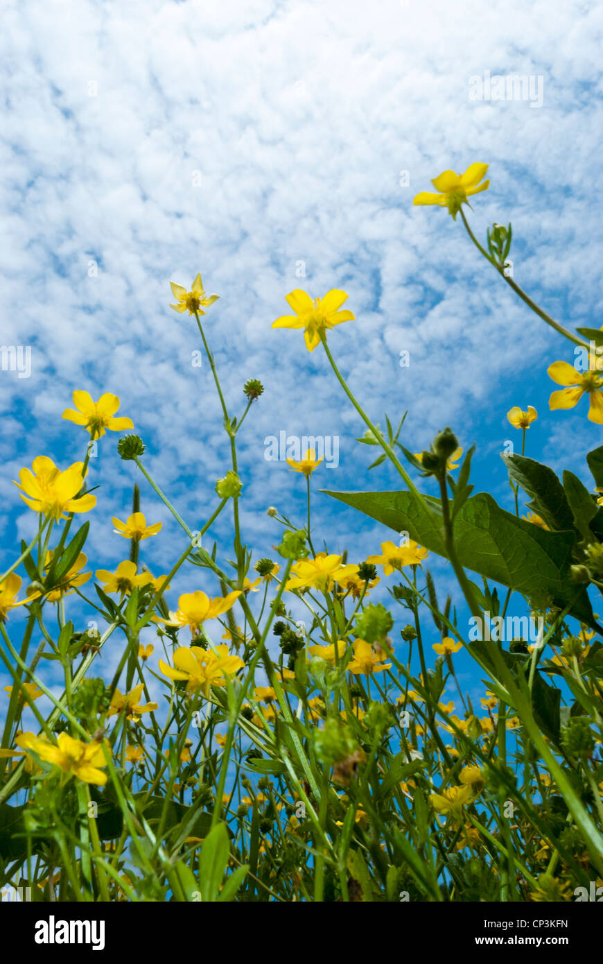 Worm's eye view of yellow wildflowers with a cloudy blue sky Stock Photo