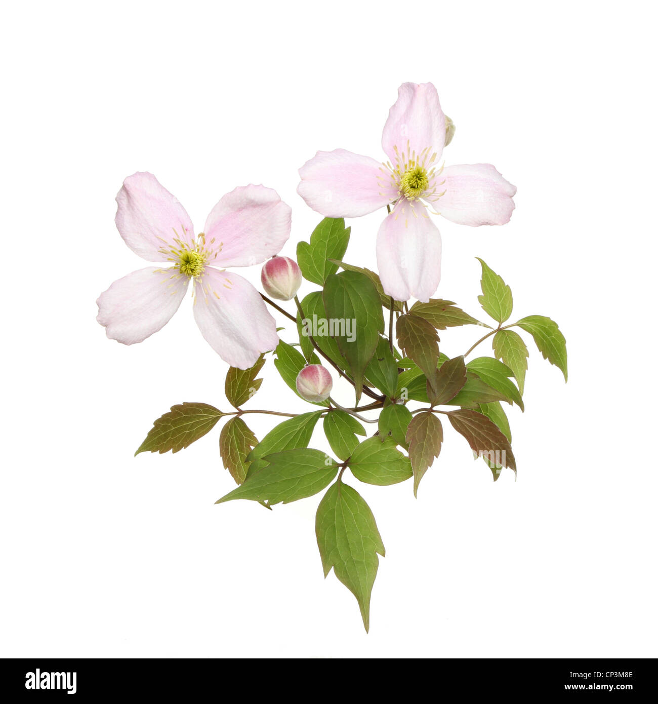 Clematis montana flowers buds and leaves isolated against white Stock Photo