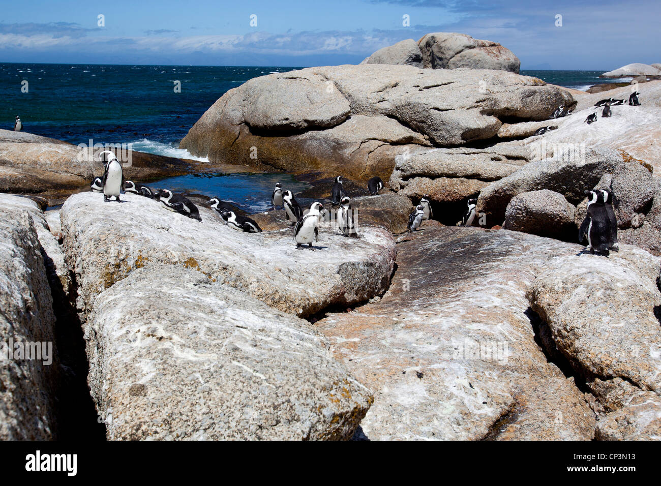 An African Penguin Colony On The Rocks At Boulders Beach Simon s Town an-african-penguin-colony-on-the-rocks-at-boulders-beach-simon-s-town