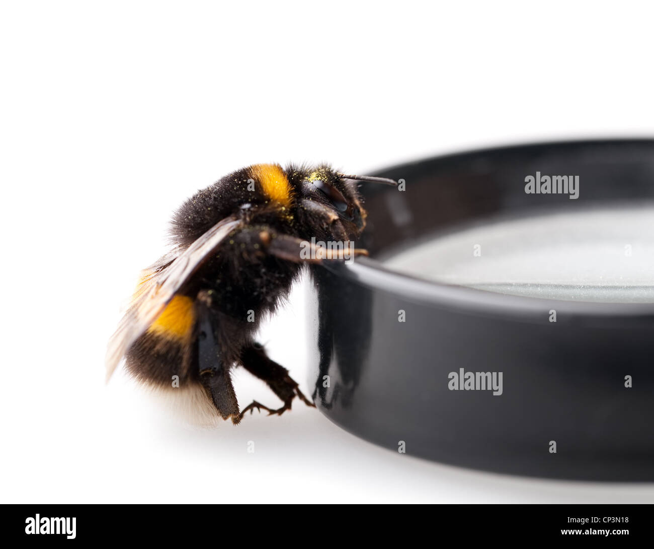 Bumblebee bumble bee closeup hi-res stock photography and images - Alamy