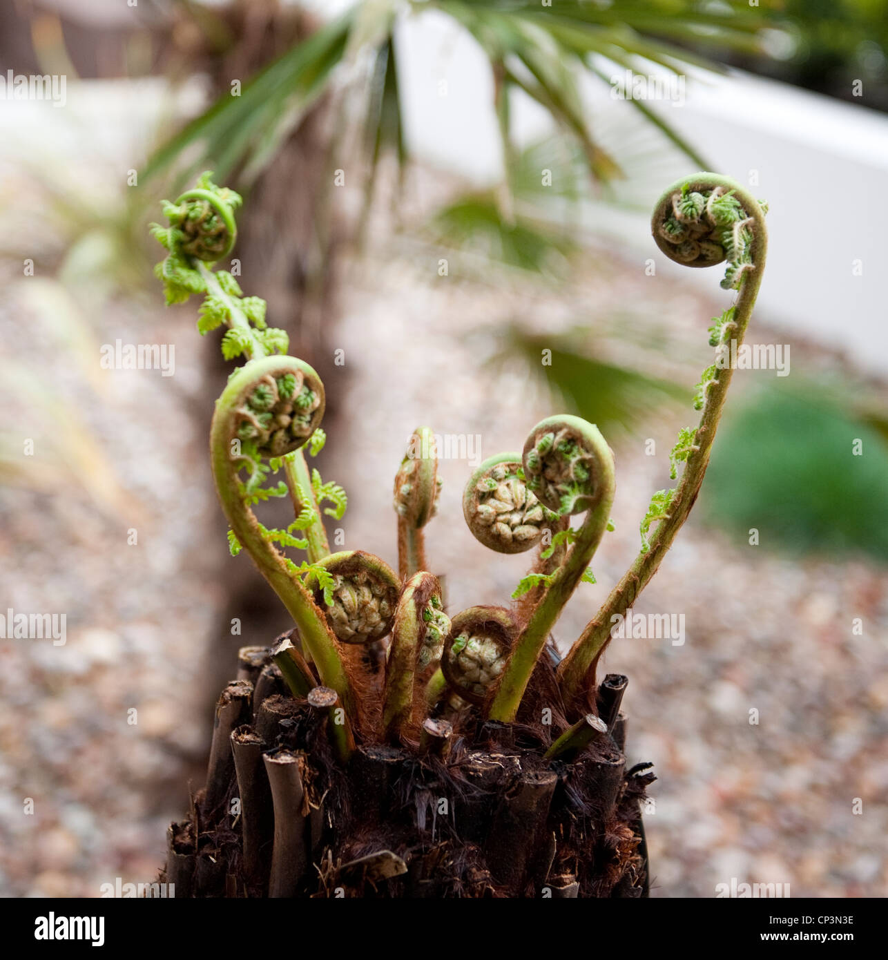 Tasmanian tree fern hires stock photography and images Alamy