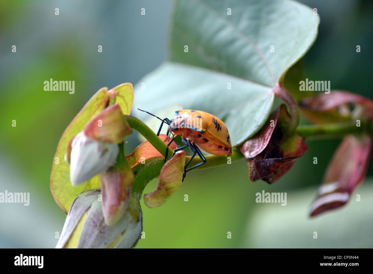 cotton harlequin bug on leaf Stock Photo
