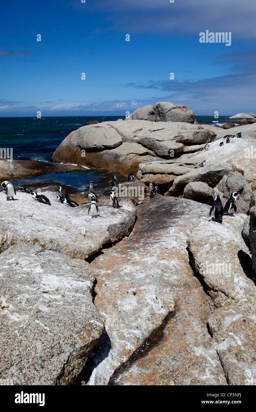 An African penguin colony on the rocks at Boulders Beach, Simon's Town ...
