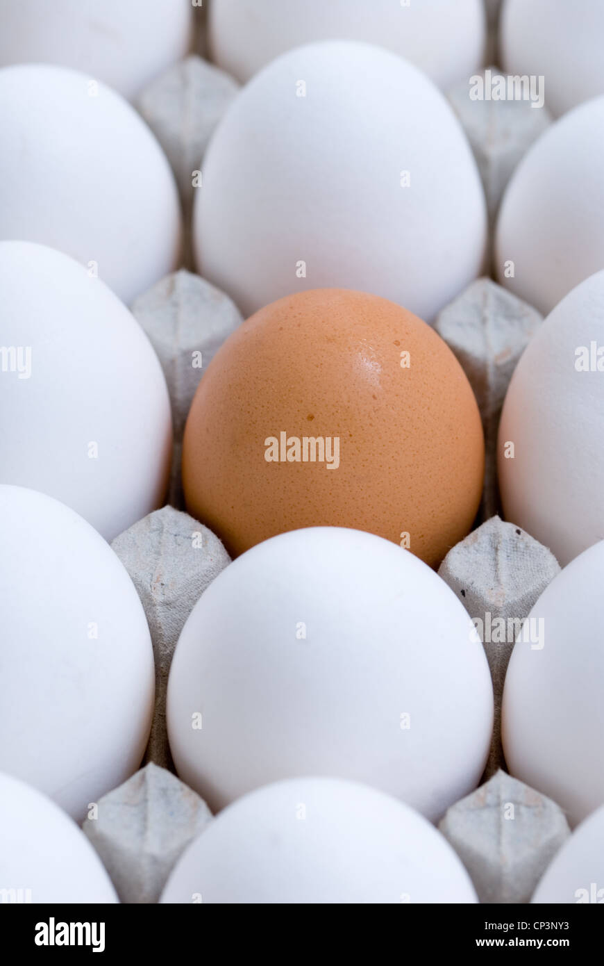 Close up of white eggs and a brown chicken egg, this images raises an abstract concept of differences. Stock Photo