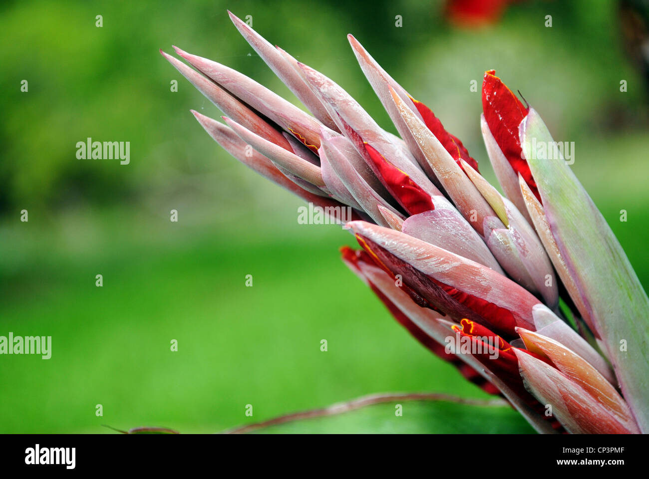 Indian hybrid Canna Stock Photo - Alamy