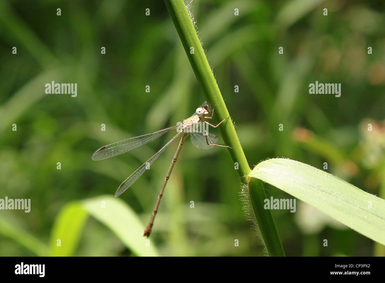 Damselfly yellow  Zygoptera on grass Stock Photo