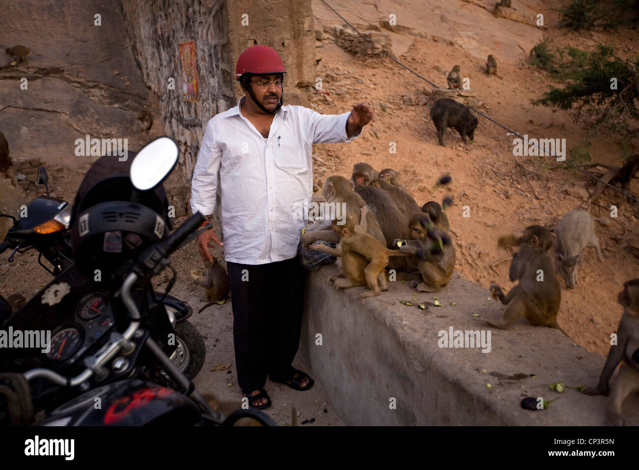 A man feed the monkeys on the path up the mountainside at Galta and the Surya Mandir (known as the Monkey Temple), Jaipur, India Stock Photo
